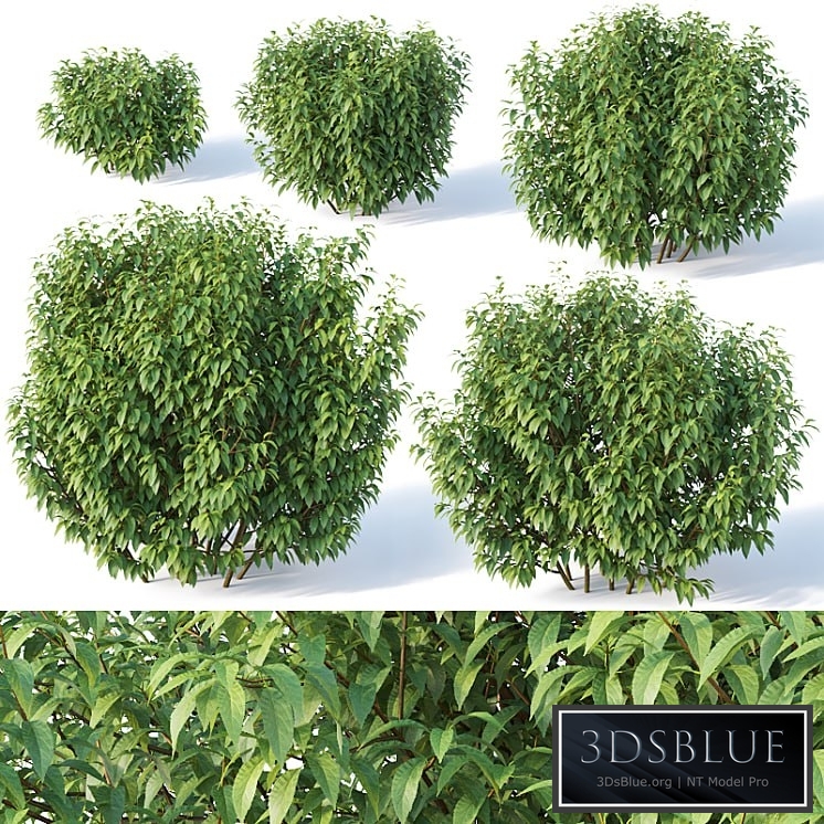 Forsythia # 8. Summer. 5 sizes