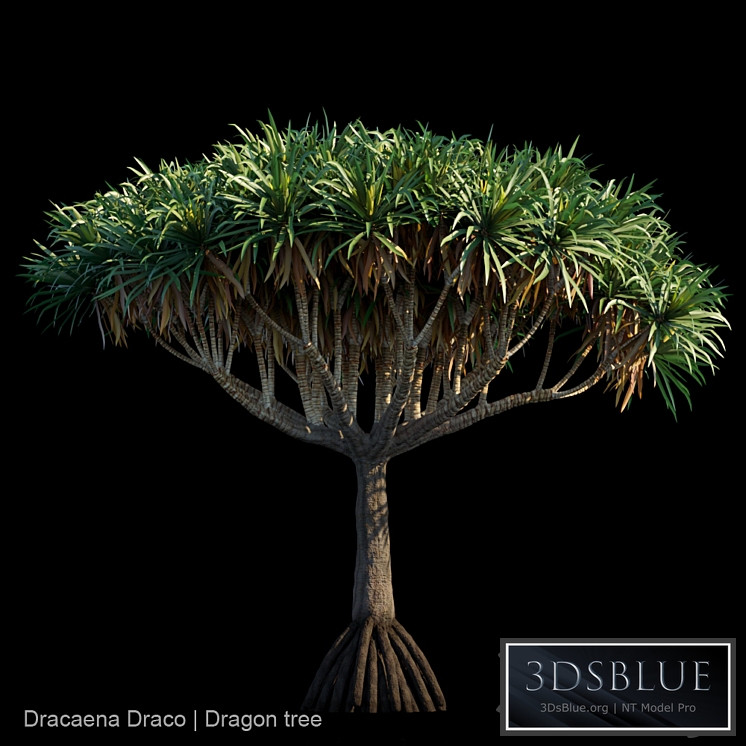 Dracaena Draco | Dragon tree
