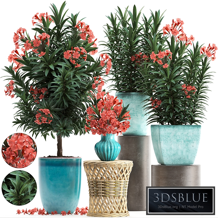 Plant Collection 270. Nerium oleander, flowering tree, pot, flowerpot, bush, bouquet, indoor plants, garden plants, landscaping, for the park, garden