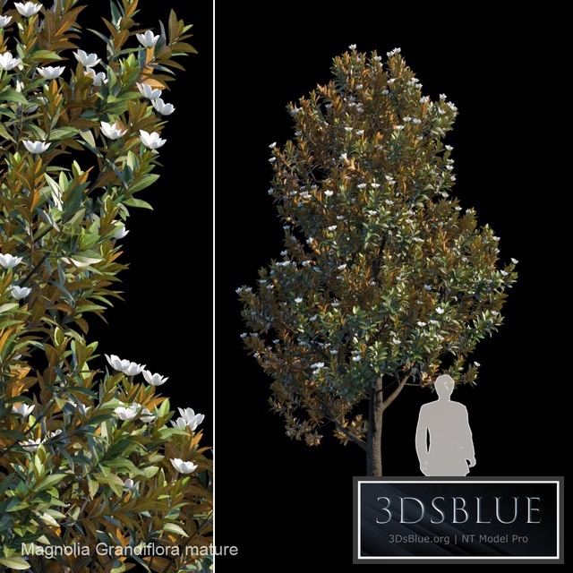 Magnolia Grandiflora mature