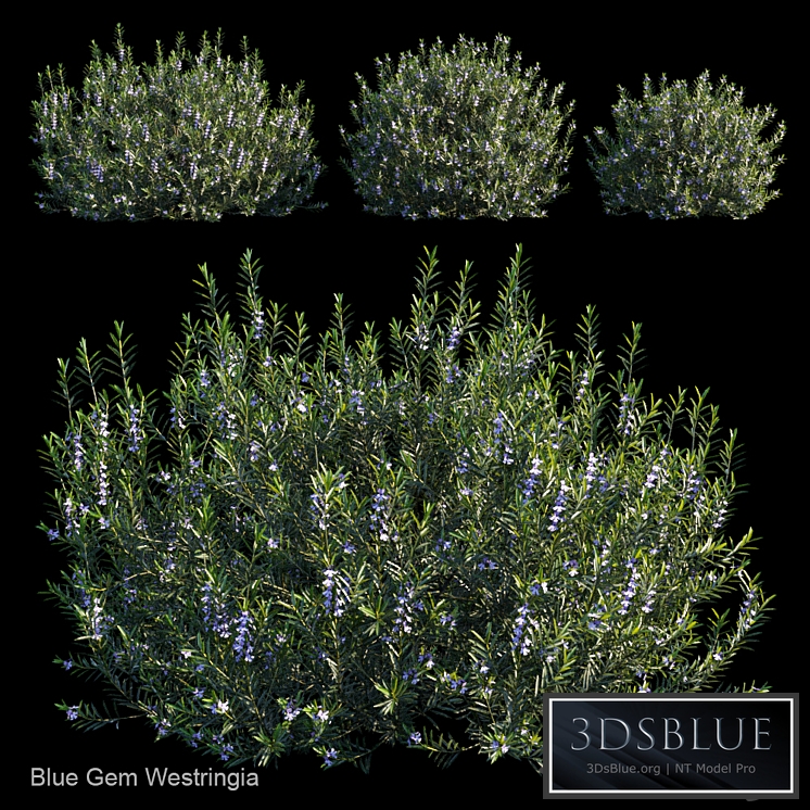 Blue gem westringia