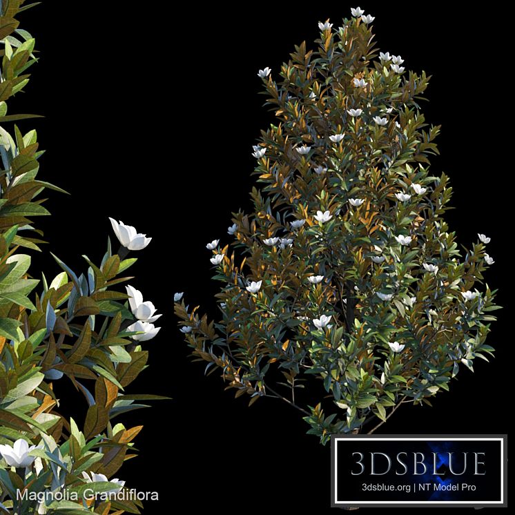Magnolia Grandiflora