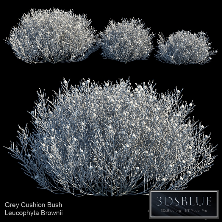 Gray Cushion bush | Leucophyta Brownii