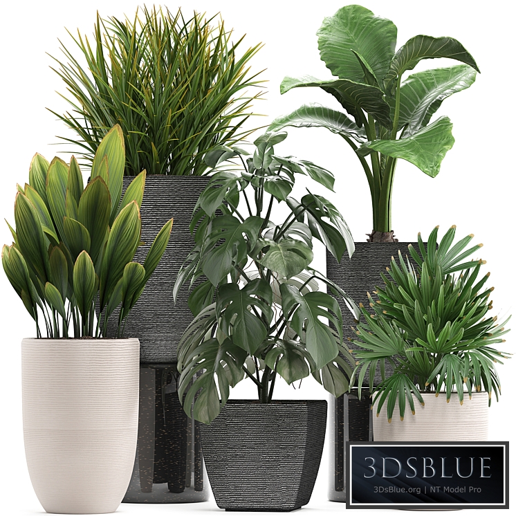 Plant collection 277. palm grass, monstera, rapis, alocasia, pot, flowerpot