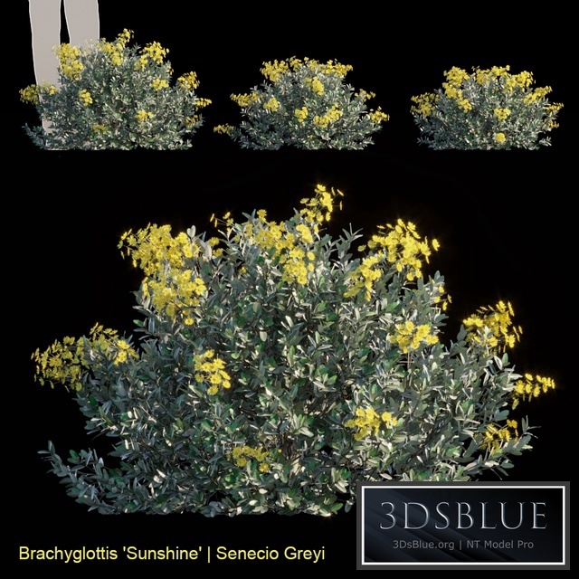 Brachyglottis Sunshine | Senecio gray