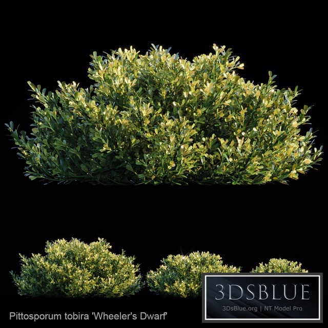 Pittosporum Tobira | Wheeler&#39;s dwarf