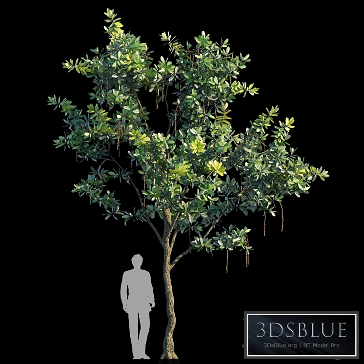 Barringtonia Acutangula Var 2