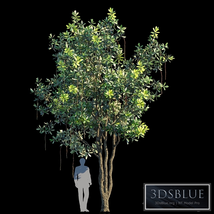 Barringtonia acutangula var 1