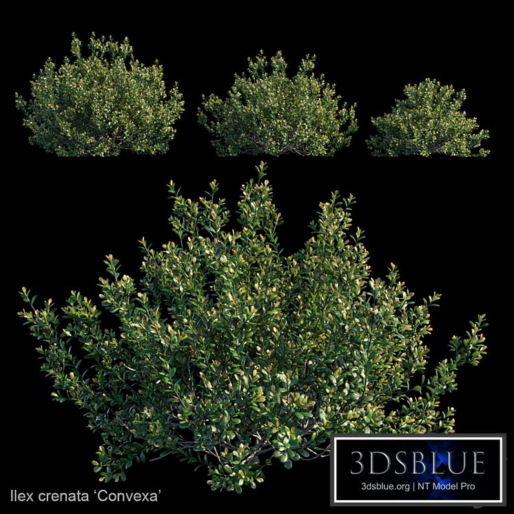 Ilex crenata | Convexa