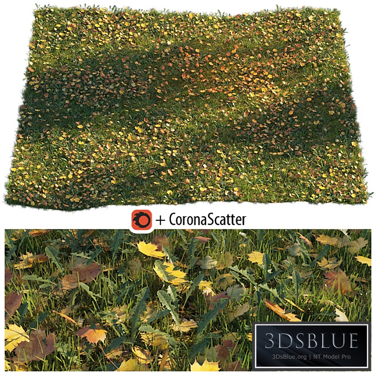 Lawn with dry maple leaves