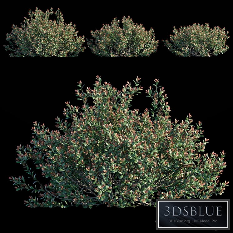 Ilex Crenata