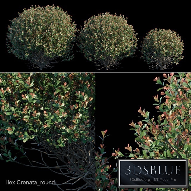 Ilex Crenata_round bush