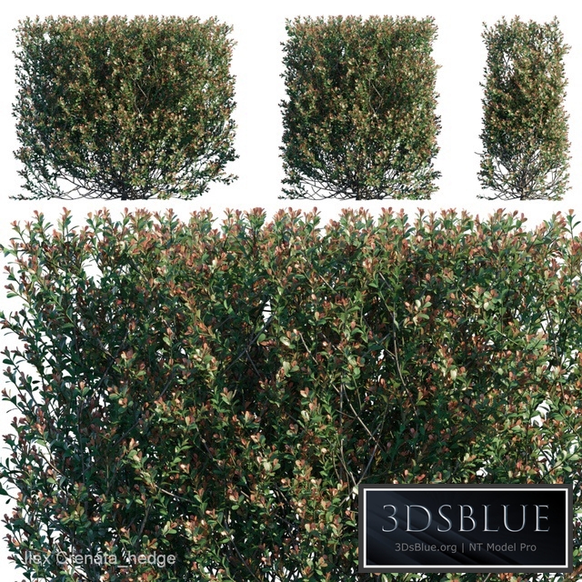 Ilex Crenata_hedge
