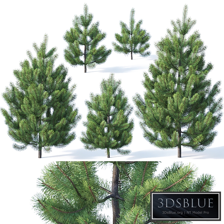 Pinus sylvestris # 1 1-3m