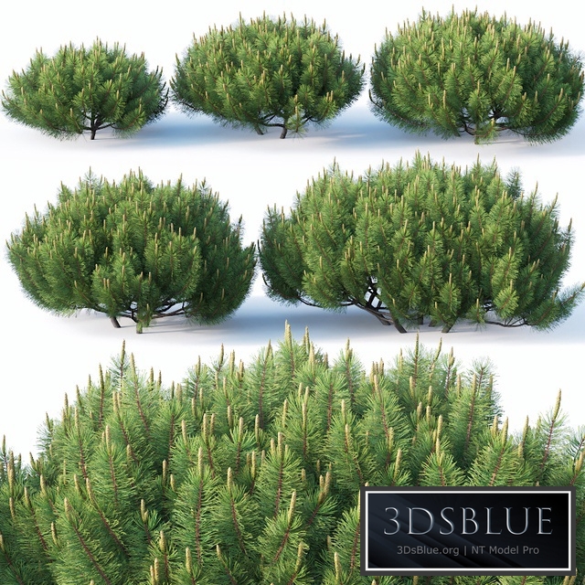 Pinus mugo # 1 H50-100 cm