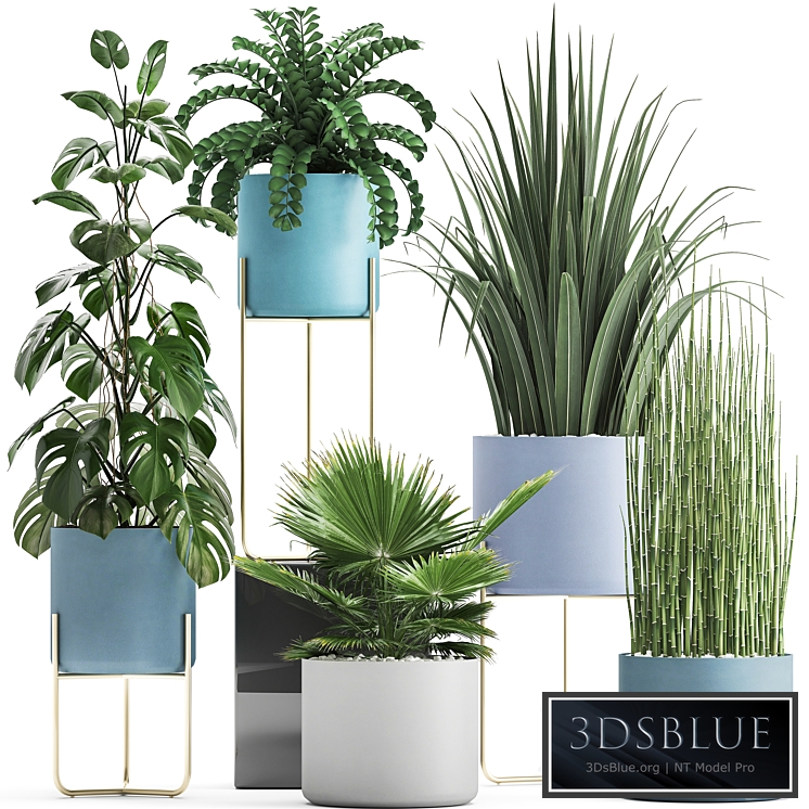 Plant collection 281. Monstera, brachea, palm tree, horsetail, indoor plants, pot, Scandinavian style, bushes, exotic, indoor