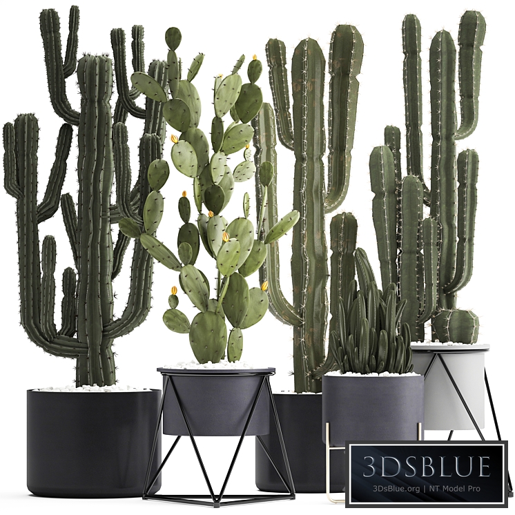 Plant collection 282. Cactus set. Prickly pear, Cereus, carnegia, cactus, Prickly pear, desert plants, interior, exotic