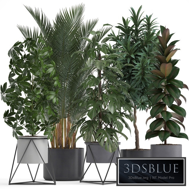 Plant collection 284. Palm, Ficus, monstera, indoor plants, shefflera, pot, stylish flowerpot, ficus abidjan, Scandinavian style