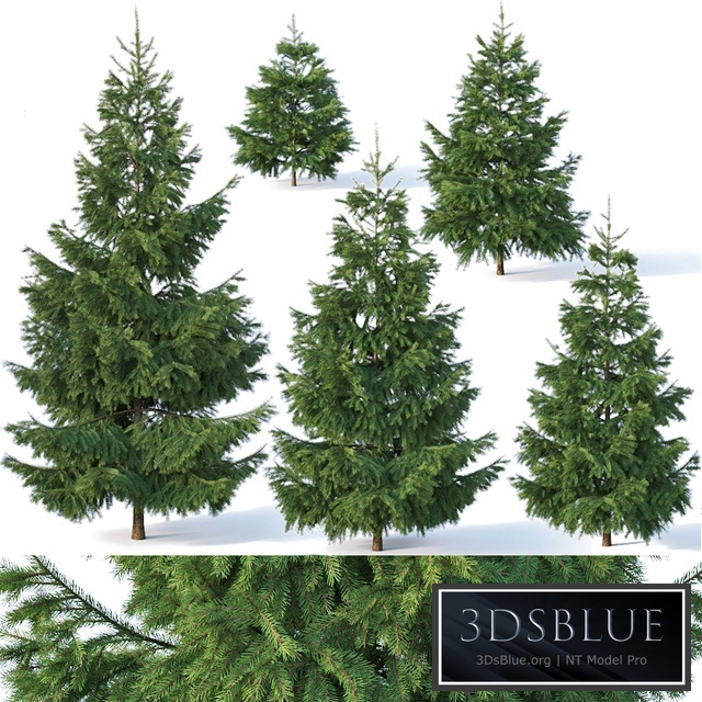 Spruce # 1. Six sizes H1-3m