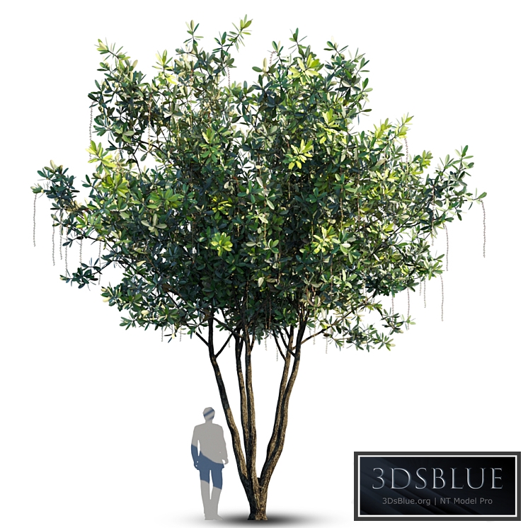 Barringtonia Acutangula Var 4