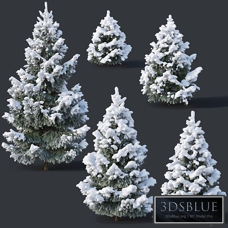 Spruce # 2 - Winter Six sizes H1-3m