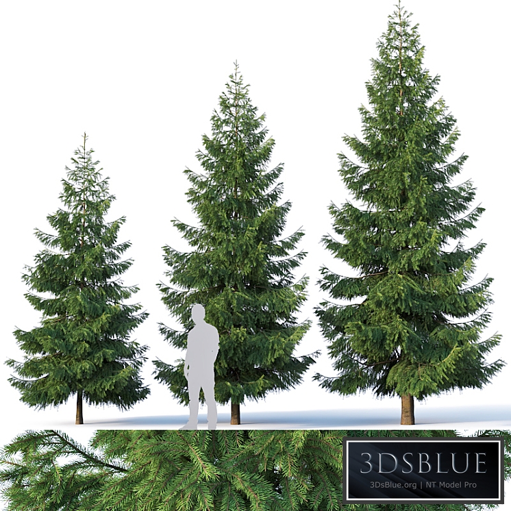 Spruce # 3. Three sizes H4,3-6,5m. Modular branches