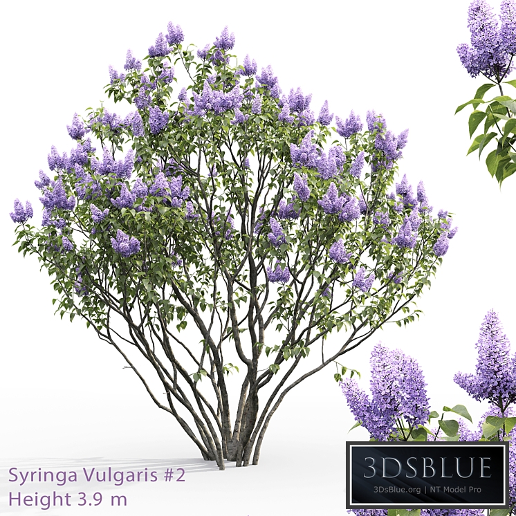 Syringa vulgaris # 2
