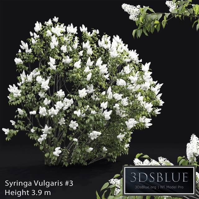 Syringa vulgaris # 3