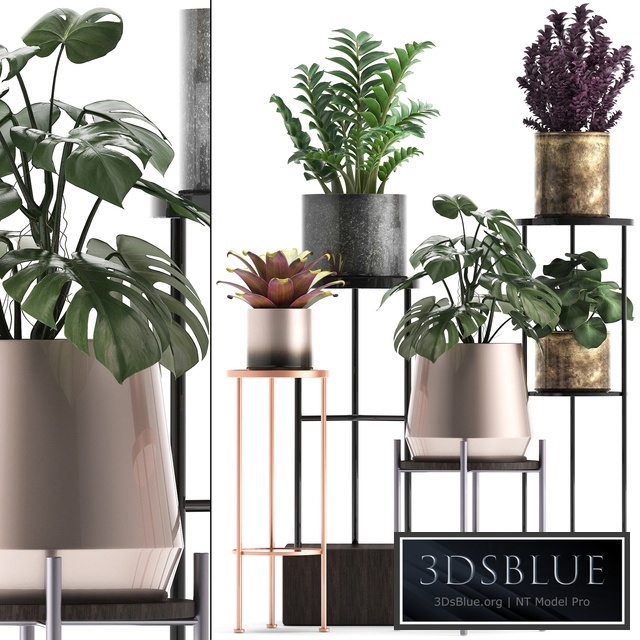 Plant collection 286. Flower shelf, pot, monstera, bromeliad, Zamioculcas, luxury, small plants, stand