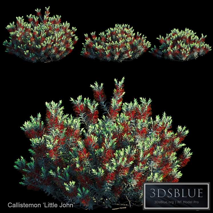 Callistemon | Little john