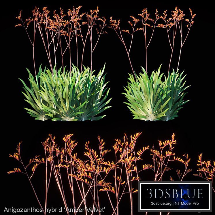 Kangaroo Paw | Anigozanthos hybrid Amber Velvet