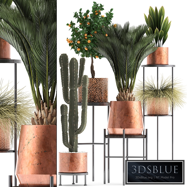 Plant collection 288. Copper pot, shelf with flowers, stand, cactus, palm tree, cicada, copper, tangerine, flower, bush, interior, metal, loft, cycas