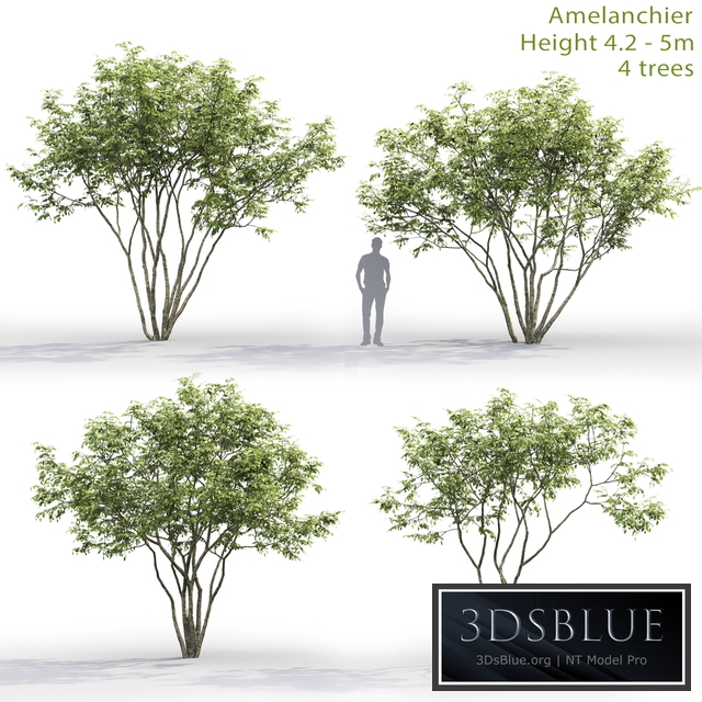 Amelanchier
