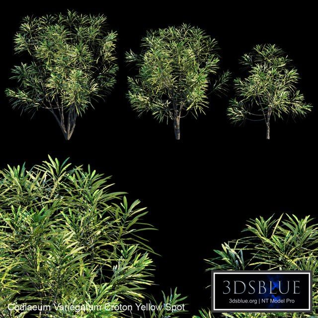 Codiaeum Variegatum Croton Yellow Spot