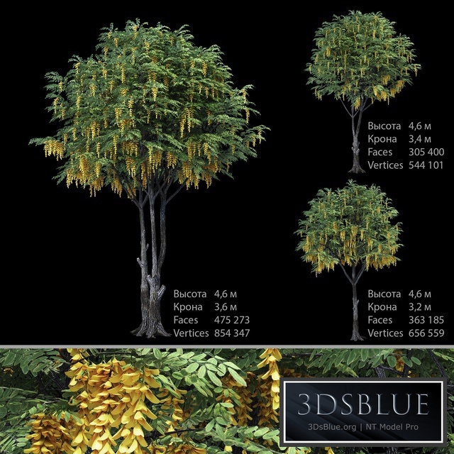 Caragana (yellow acacia)