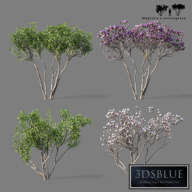 Magnolia Sulange 2 tree | Magnolia x soulangeana