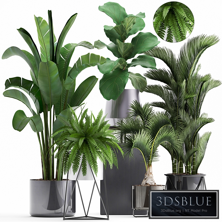 Plant collection 290. Indoor plants, ficus lyrata, Dipsis, palm tree, fern, black pot, flowerpot, strelitzia, luxury decor, thickets