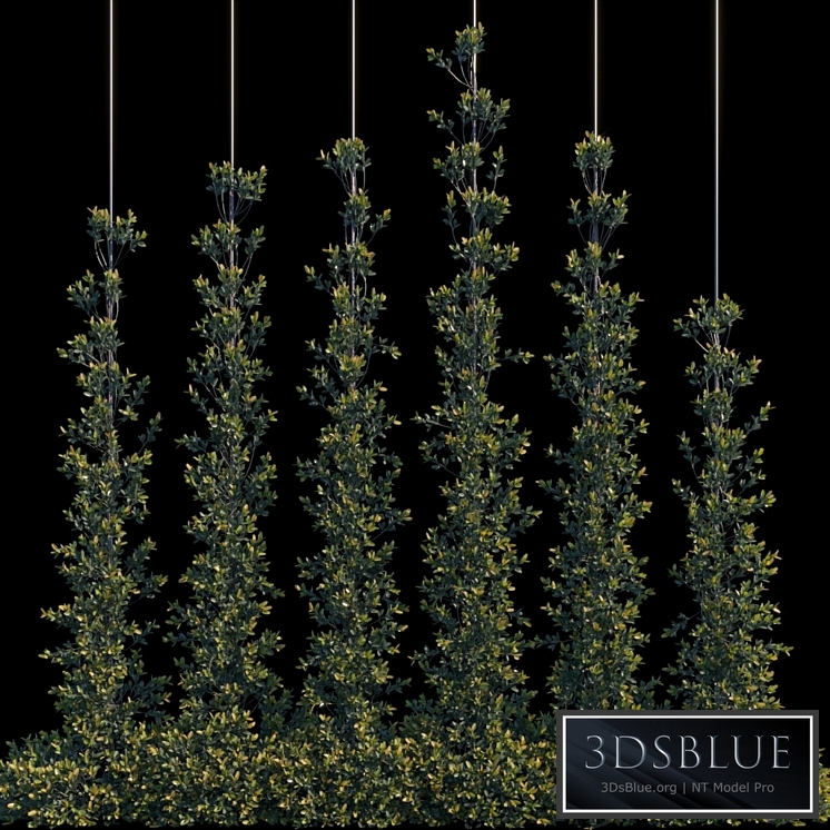 Pyracantha Firethorn vertical cordon