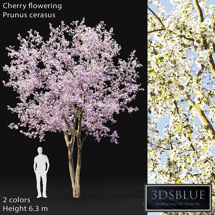 Prunus cerasus | Cherry flowering # 2