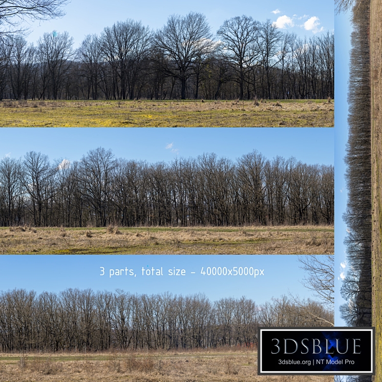 Panorama with trees without leaves