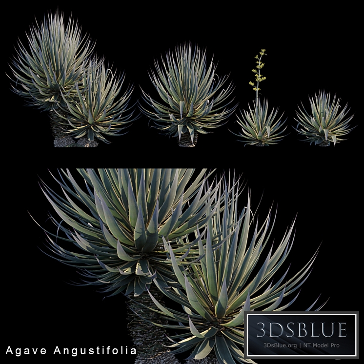 Agave Angustifolia