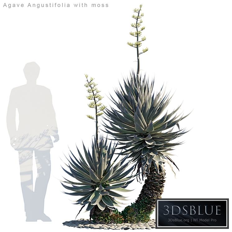 Agave Angustifolia with moss