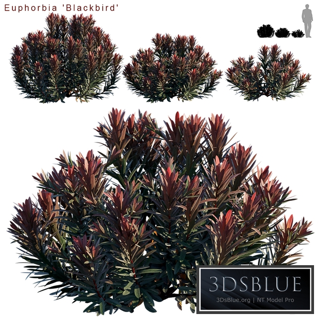 Euphorbia Blackbird | Cushion spurge)