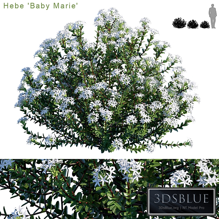 Hebe baby marie
