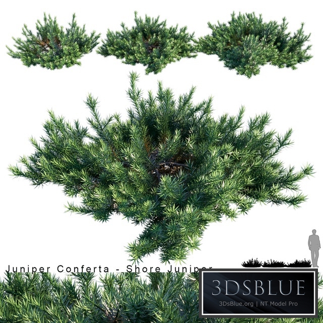 Juniperus Conferta | Shore juniper