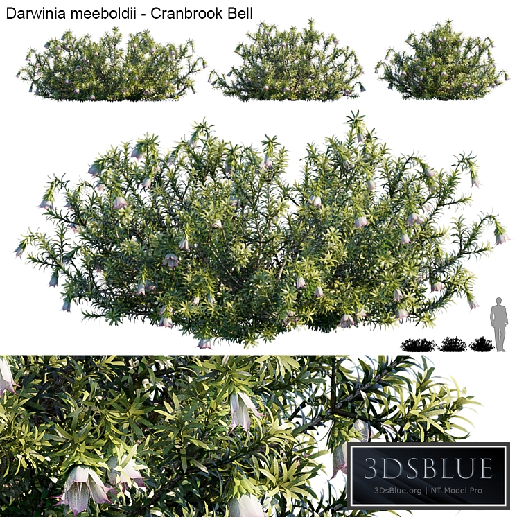 Darwinia Meeboldii | Cranbrook bell