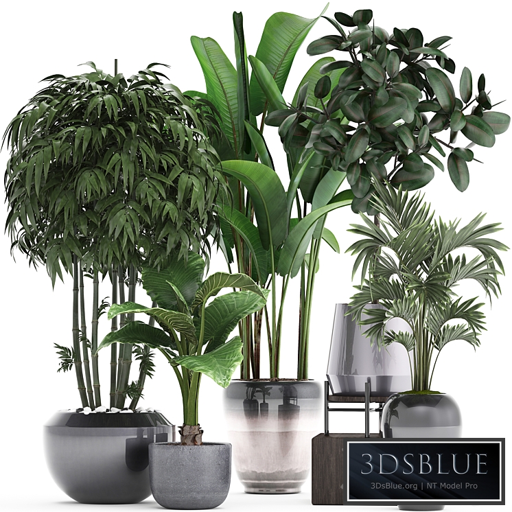 Plant collection 291. Bamboo, Banana, ficus Robusta, Hovea, alocasia, flowerpot, indoor plants, ficus abidjan, interior, home, strelitzia