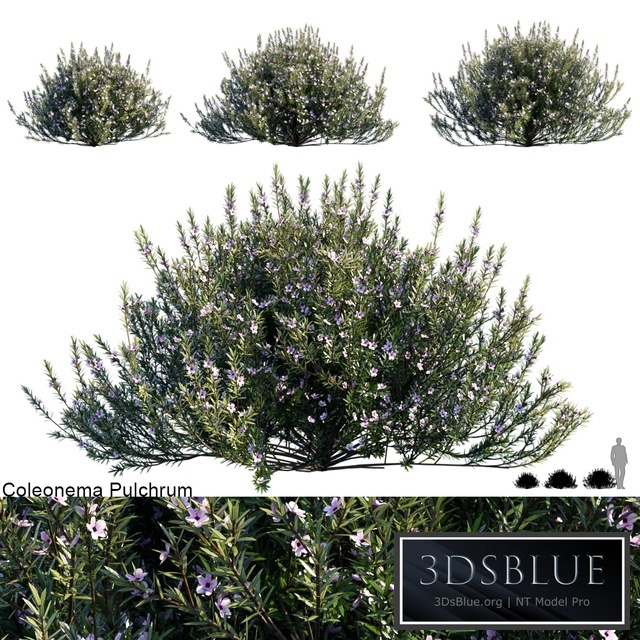 Coleonema Pulchrum | Breath of heaven