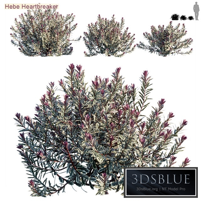 Hebe heartbreaker