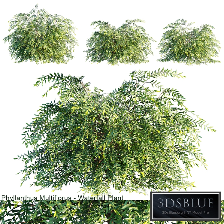 Phyllanthus Multiflorus | Waterfall plant